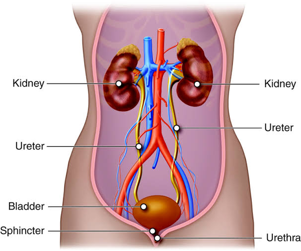 What To Ask Your Urologist During a Consultation